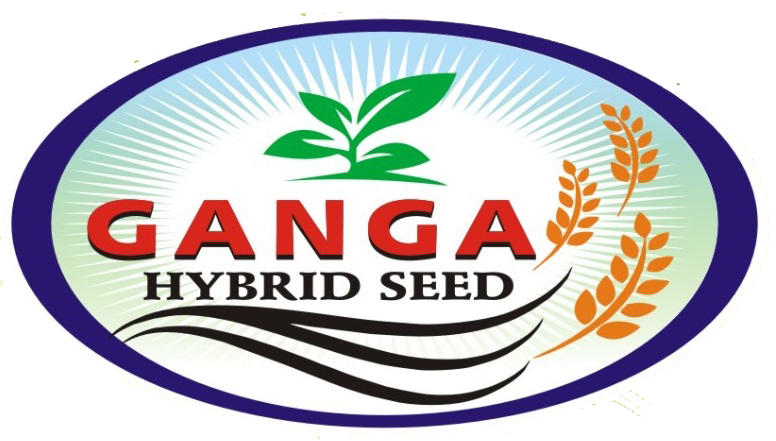 GangaHybrid Seeds